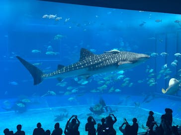 沖縄美ら海水族館に投稿された画像（2026/1/23）