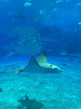 沖縄美ら海水族館に投稿された画像（2026/1/23）