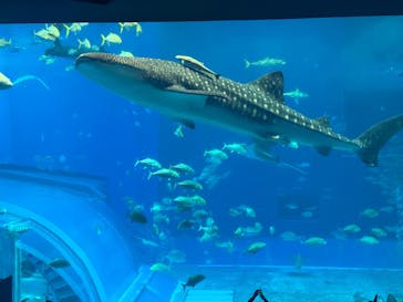 沖縄美ら海水族館に投稿された画像（2026/1/23）