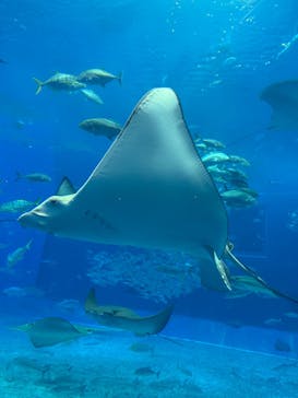 沖縄美ら海水族館に投稿された画像（2026/1/23）