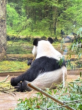 恩賜上野動物園に投稿された画像（2026/1/24）