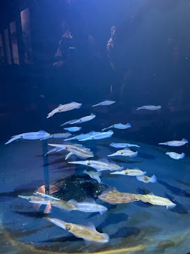 上越市立水族博物館 うみがたりに投稿された画像（2026/1/24）