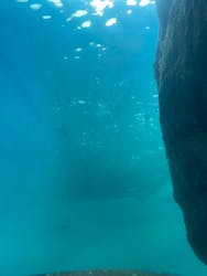 上越市立水族博物館 うみがたりに投稿された画像（2026/1/24）