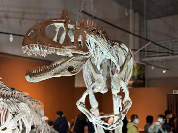 特別展「大絶滅展―生命史のビッグファイブ」に投稿された画像（2026/1/24）