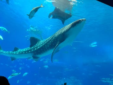 沖縄美ら海水族館に投稿された画像（2026/1/24）