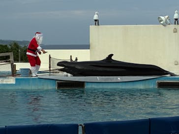 沖縄美ら海水族館に投稿された画像（2026/1/24）