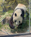 恩賜上野動物園に投稿された画像（2026/1/24）