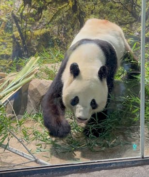 恩賜上野動物園に投稿された画像（2026/1/24）