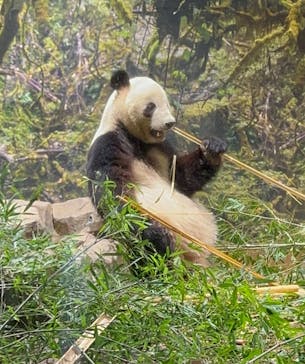 恩賜上野動物園に投稿された画像（2026/1/24）