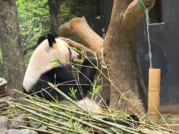 恩賜上野動物園に投稿された画像（2026/1/24）