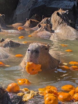 伊豆シャボテン動物公園に投稿された画像（2026/1/24）
