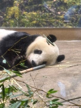 恩賜上野動物園に投稿された画像（2026/1/24）