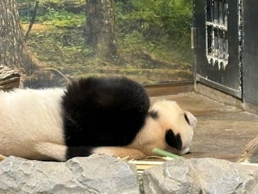 恩賜上野動物園に投稿された画像（2026/1/24）