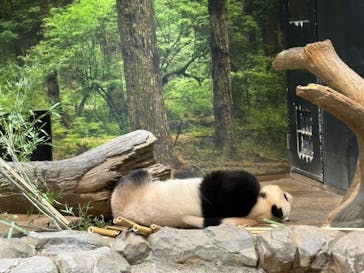 恩賜上野動物園に投稿された画像（2026/1/24）
