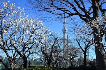 東京スカイツリーに投稿された画像（2026/1/24）