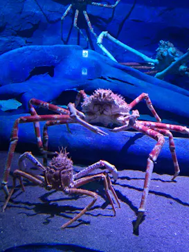 竹島水族館に投稿された画像（2026/1/24）