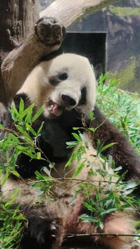 恩賜上野動物園に投稿された画像（2026/1/24）