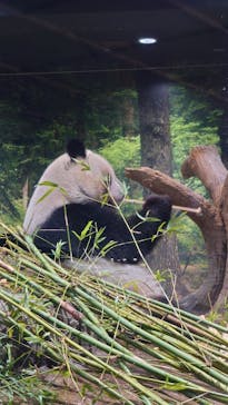 恩賜上野動物園に投稿された画像（2026/1/24）