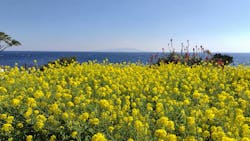 ニューヨークランプミュージアム＆フラワーガーデンに投稿された画像（2026/1/24）