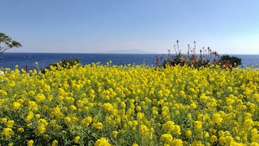 ニューヨークランプミュージアム＆フラワーガーデンに投稿された画像（2026/1/24）