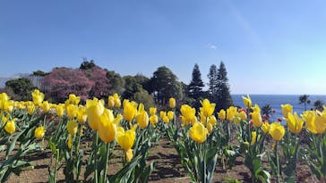 ニューヨークランプミュージアム＆フラワーガーデンに投稿された画像（2026/1/24）