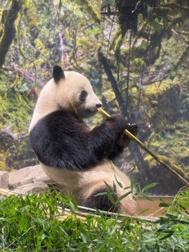 恩賜上野動物園に投稿された画像（2026/1/24）