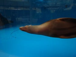 サンシャイン水族館に投稿された画像（2026/1/24）
