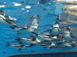 サンシャイン水族館に投稿された画像（2026/1/24）