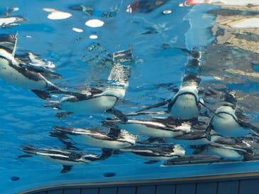サンシャイン水族館に投稿された画像（2026/1/24）