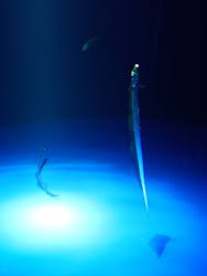 サンシャイン水族館に投稿された画像（2026/1/24）