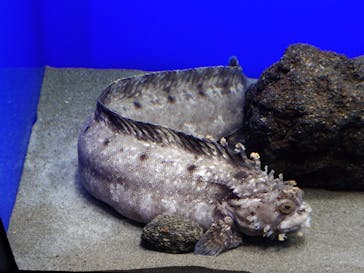 サンシャイン水族館に投稿された画像（2026/1/24）