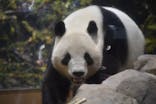 恩賜上野動物園に投稿された画像（2026/1/24）