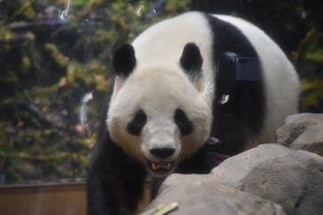 恩賜上野動物園に投稿された画像（2026/1/24）