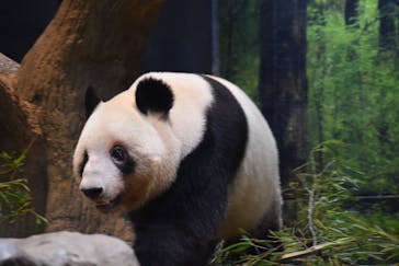 恩賜上野動物園に投稿された画像（2026/1/24）