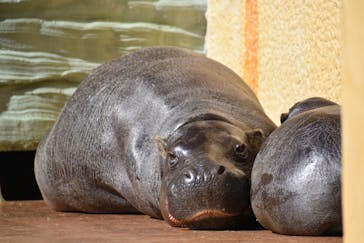 恩賜上野動物園に投稿された画像（2026/1/24）