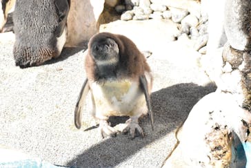 恩賜上野動物園に投稿された画像（2026/1/24）