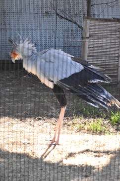 恩賜上野動物園に投稿された画像（2026/1/24）