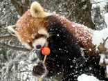 秋田市大森山動物園に投稿された画像（2026/1/24）