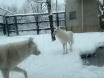 秋田市大森山動物園に投稿された画像（2026/1/24）