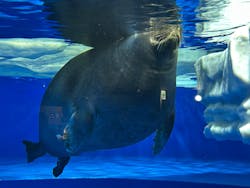サンシャイン水族館に投稿された画像（2026/1/24）