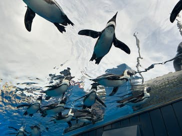 サンシャイン水族館に投稿された画像（2026/1/24）