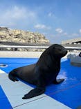 大分マリーンパレス水族館 「うみたまご」に投稿された画像（2026/1/24）