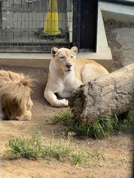 沖縄こどもの国に投稿された画像（2026/1/24）