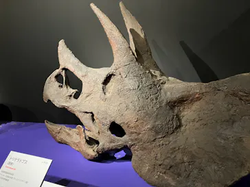 特別展「大絶滅展―生命史のビッグファイブ」に投稿された画像（2026/1/24）