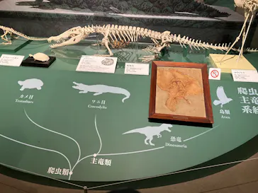 特別展「大絶滅展―生命史のビッグファイブ」に投稿された画像（2026/1/24）