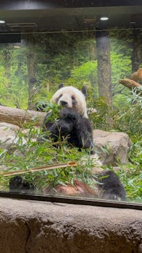 恩賜上野動物園に投稿された画像（2026/1/24）
