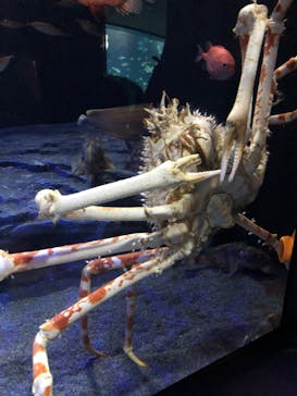 サンシャイン水族館に投稿された画像（2026/1/24）