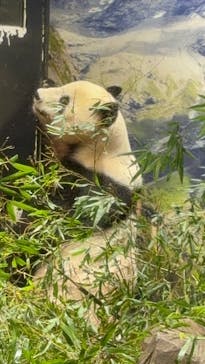 恩賜上野動物園に投稿された画像（2026/1/24）