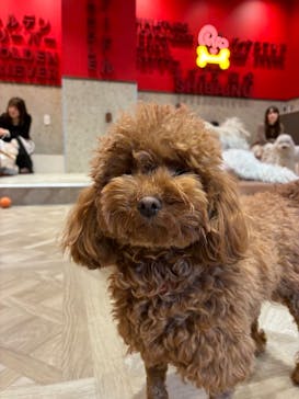 いぬカフェRio 京都店に投稿された画像（2026/1/24）