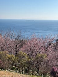 ACAO FORESTに投稿された画像（2026/1/24）